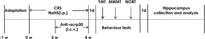 Adiponectin Mediates the Protection of H2S Against Chronic Restraint Stress-Induced Cognitive Impairment via Attenuating Hippocampal Damage